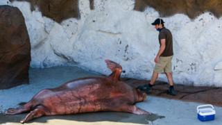 A zookeeper wearing a protective face mask feeds a walrus at Pairi Daiza wildlife park, in Brugelette, Belgium