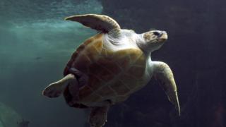 caretta caretta