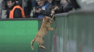 kedi