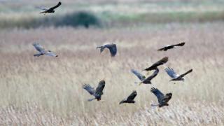 RSPB Minsmere