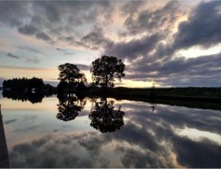 Trees mirrored in water