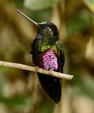 Blue-throated Starfrontlet. Ein hochgelegener Andenkolibri, der in Kolumbien nur über 2000 m und in Venezuela jenseits der Grenze gefunden wurde