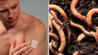 составное изображение / одна сторона показывает человека, использующего никотиновую пластырь, другая показывает дождевых червей в компосте