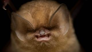 Morcego orelhudo de funil maior de Cuba