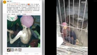 cina, kandang babi