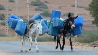 Donkeys carrying jerry cans near the Algerian-Morocco border