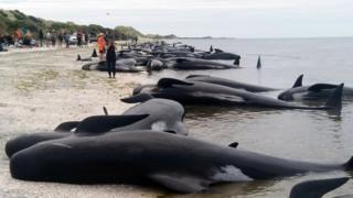 Baleias-piloto encalhadas na praia de Farewell Spit, na Nova Zelândia