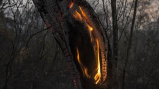 Tronco ardiendo.