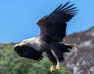 eagle