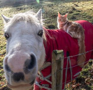 A cat on a horse