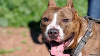 Une femme et son fils ont été tués par un chien de combat.
