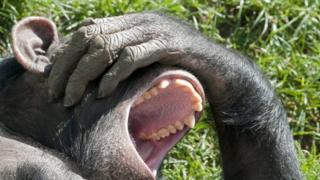 Chimpancé