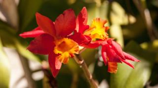Orquídea Arundina Graminifolia del Himalaya