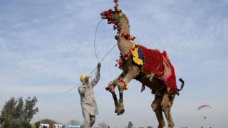 પોતાના માલિક સાથે ઊંટ