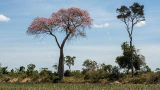 árboles en la colonia