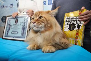 Кіт Кекс став рекордсменом України