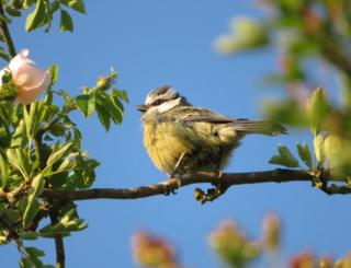A blue tit bird on a tree branch