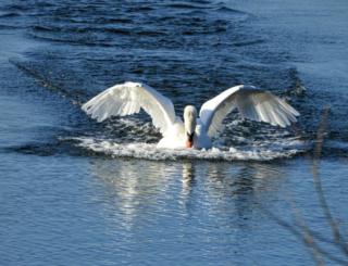 A Swan coming into land with wings spread out