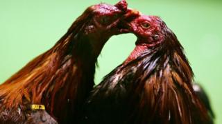 peleas de gallos