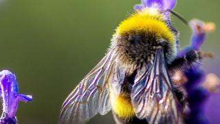 bumblebee