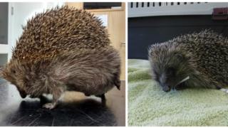 The hedgehog before and after