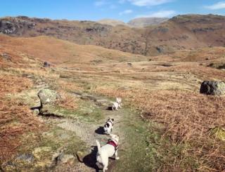 Dogs walking over fields