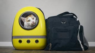 Cat in a bag (file image)