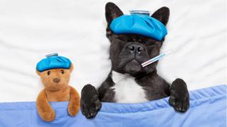 Cachorro doente