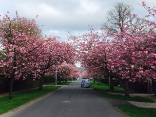 Blossom trees in Helensburgh