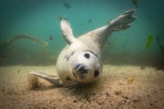 A young seal