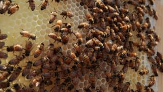 Beehive