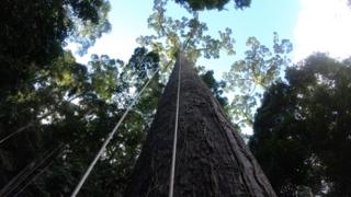 world's tallest tropical tree in Borneo rainforest