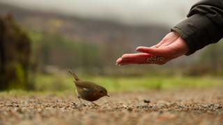 Robin and hand