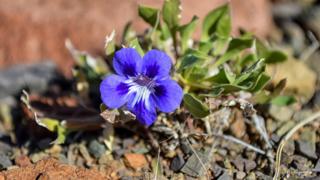 Aptosimum indivisum