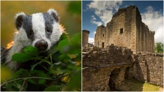Left image shows a cute badger, right image shows Craignethan Castle in Scotland.