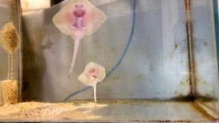 Hatched baby ray