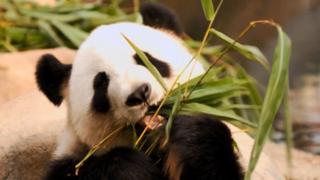 Ying Ying To Give Birth To Hong Kong's First Panda Cub - BBC News