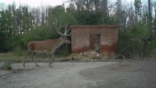 олень
