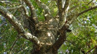 Old plane tree