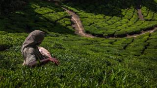 தேயிலைத் தோட்டத் தொழிலாளி.