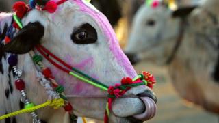 ગાય.