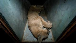 A cougar is seen after it was caught in an apartment complex in Santiago, Chile