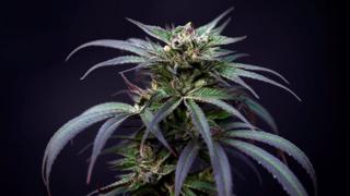 Planta de marihuana.
