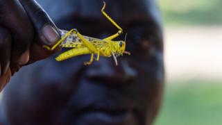 Un homme tient en main un criquet dans le village de in Katakwi, en Ouganda