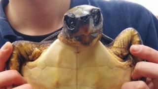 Sick storm-hit turtle stranded on Cornish beach - BBC News