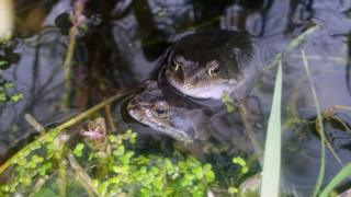 Frogs mating