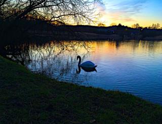 A silhouette of a swan on a lake