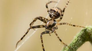 Stephen Dalton/naturepl.com
