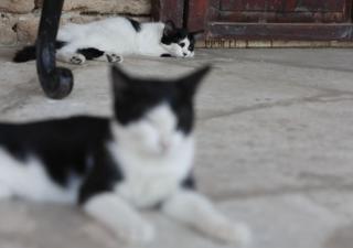 Kucing tidur