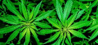 Bill Turnbull backs medicinal cannabis use 4